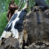Piknik archeologiczny RYDNO 2012