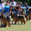 Europejska Wystawa Psów Rasowych CACIB
